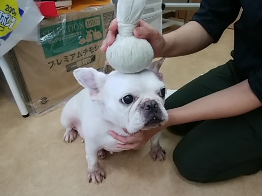 ブログ詳細 ありあけペットクリニック