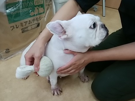 ブログ詳細 ありあけペットクリニック