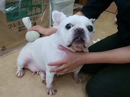 ブログ詳細 ありあけペットクリニック