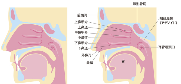 漢方薬の後鼻漏・上咽頭炎における粘膜強化について