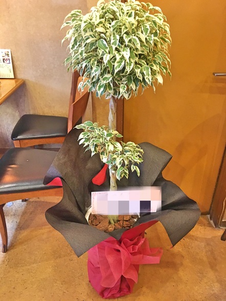 ベンジャミン スターライト / 観葉植物