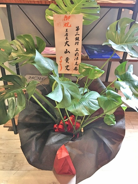 モンステラ / 観葉植物