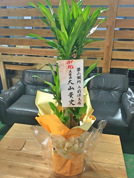 ドラセナ マッサンゲアナ / 観葉植物