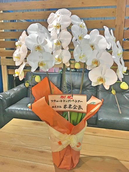 胡蝶蘭 / 鉢花