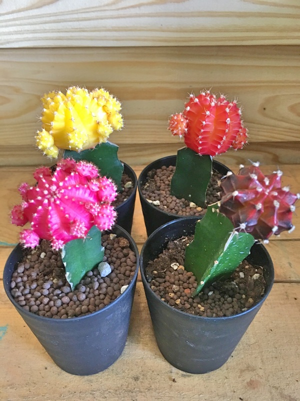 緋ボタン / 鉢花