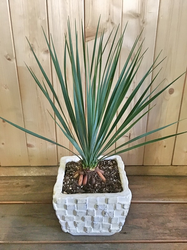 ユッカ ロストラータ / 鉢花