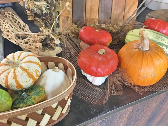 観賞用かぼちゃ / 生物