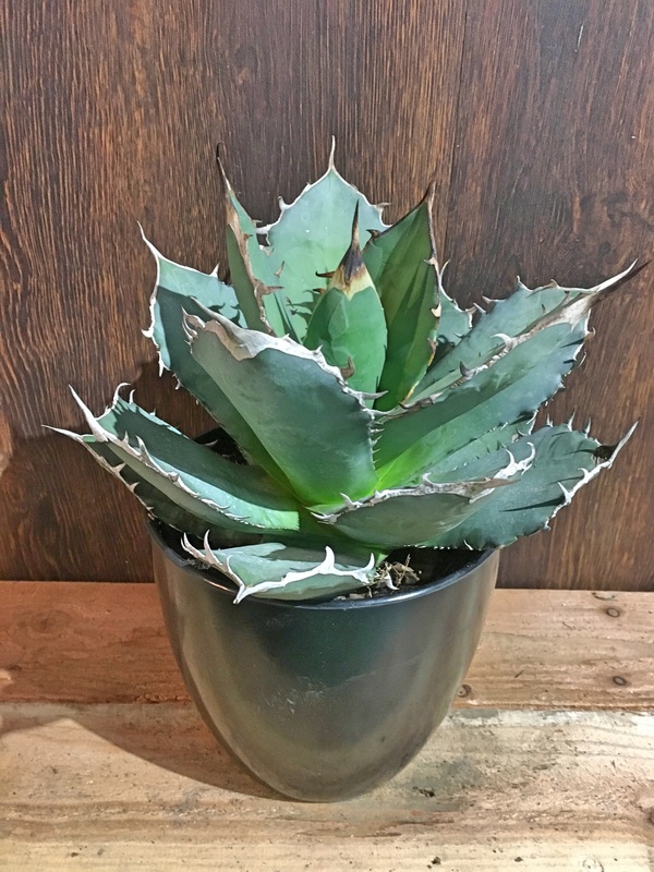 アガベ チタノタNo.1 / 鉢花