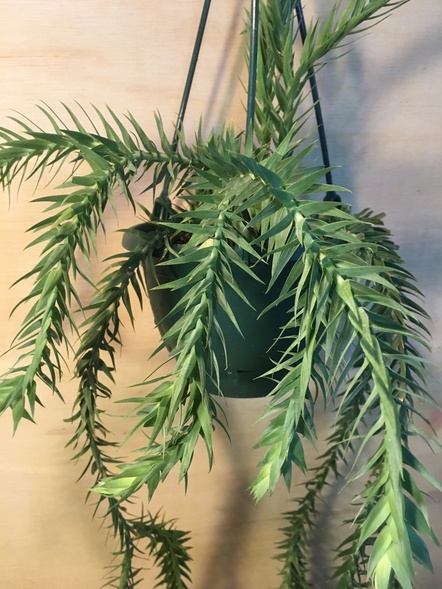 フベルジア ゴベエリー / 鉢花