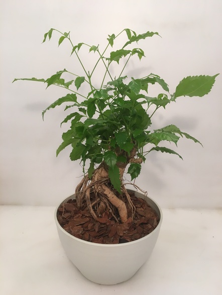 ヘテロパナックス / 観葉植物