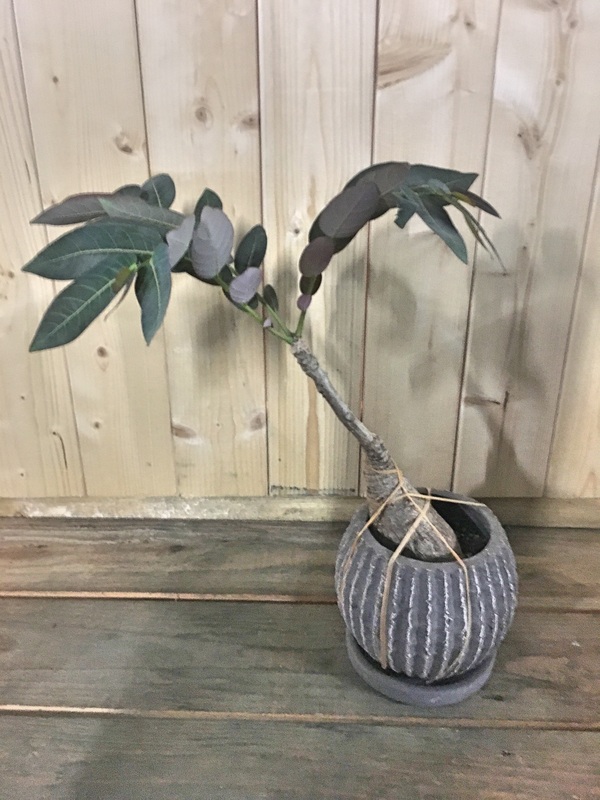 フィランサス ミラビリス / 塊根植物